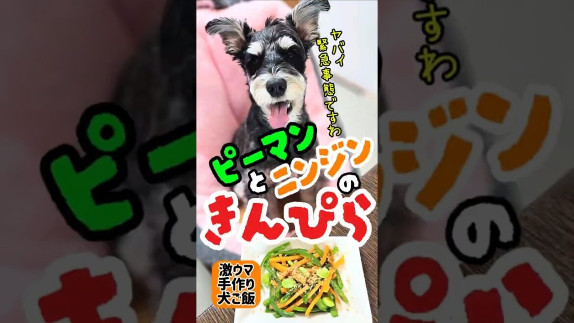 ピーマンとニンジンのきんぴら！めんま本日の激ウマ手作り犬ごはん【ミニチュアシュナウザー】#めんまのへや#わんこごはん#犬のいる生活