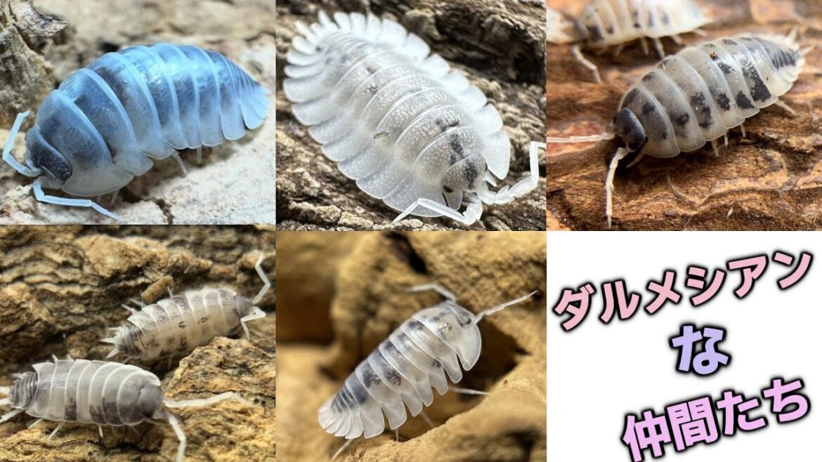 ダルメシアンなワラダンはこんなに種類があるんです