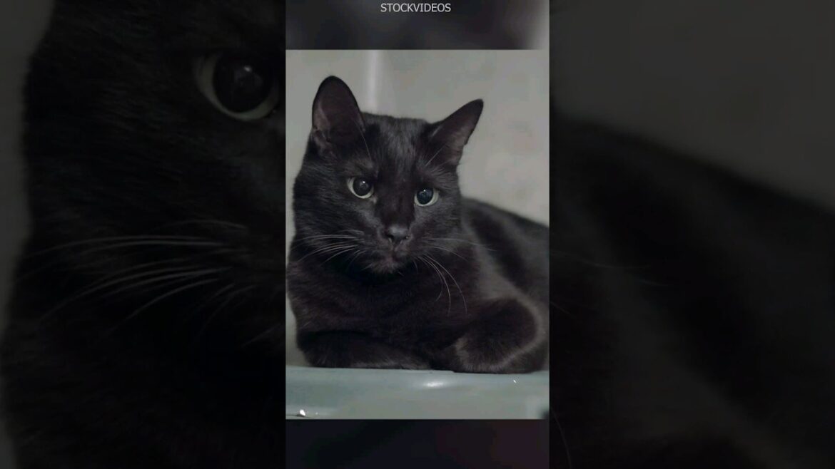 Bombay Cats are Mini Panthers? #bombaycat #blackcat #panther #cats #catsshorts