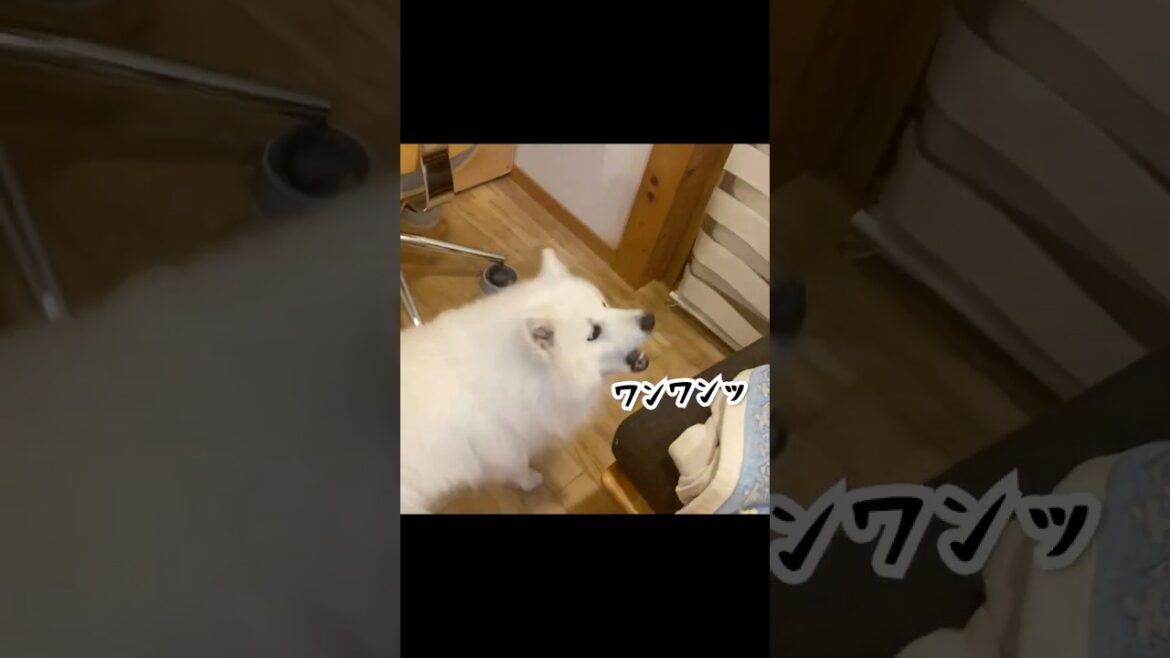吠えまくったあとパパにあやされる犬　 #日本スピッツ #shorts #中型犬