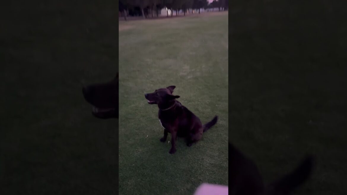 夕焼けゴルフ散歩で、怪しげな動きのボクサー犬チャン。 #多頭飼いの日常 #ゴルフ場