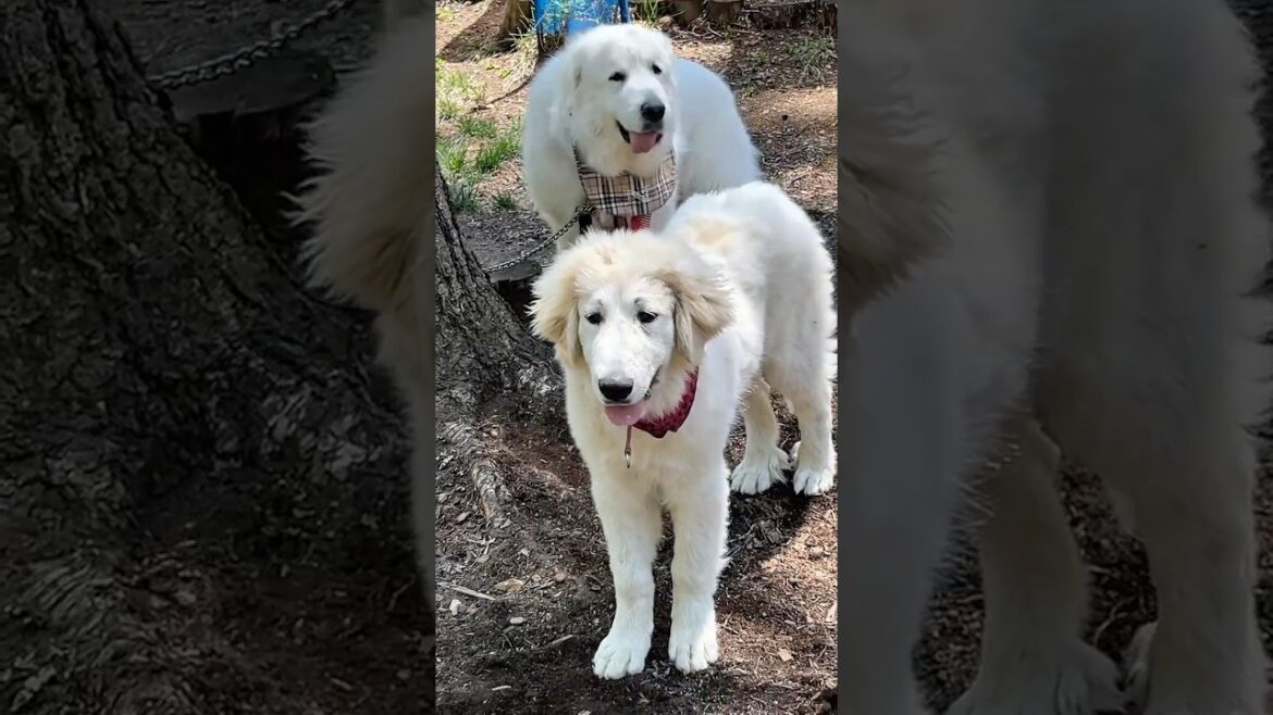 かわいいだけじゃだめですか？　#グレートピレニーズ #greatpyrenees#キュン4