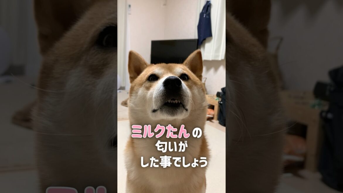 密会を謝罪 #柴犬 #犬 #柴犬こむぎ
