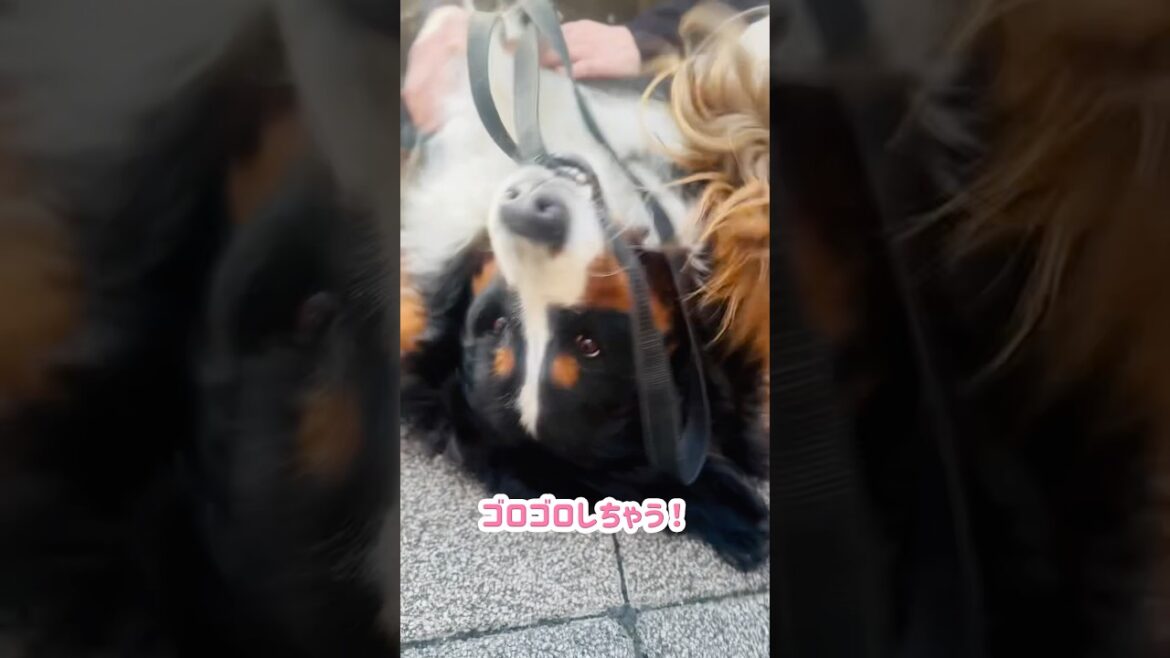 嬉しい‼️喜ぶとどこでも転がるバーニーズ🐾