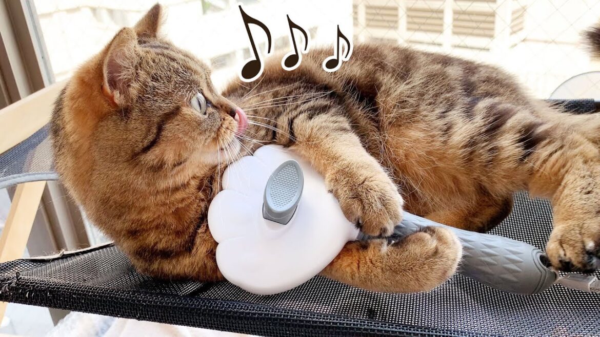 ブラシ抱っこでリラックス♪ もかの至福のブラッシングタイム！ #603【生後1年と296日目 スコティッシュフォールド】