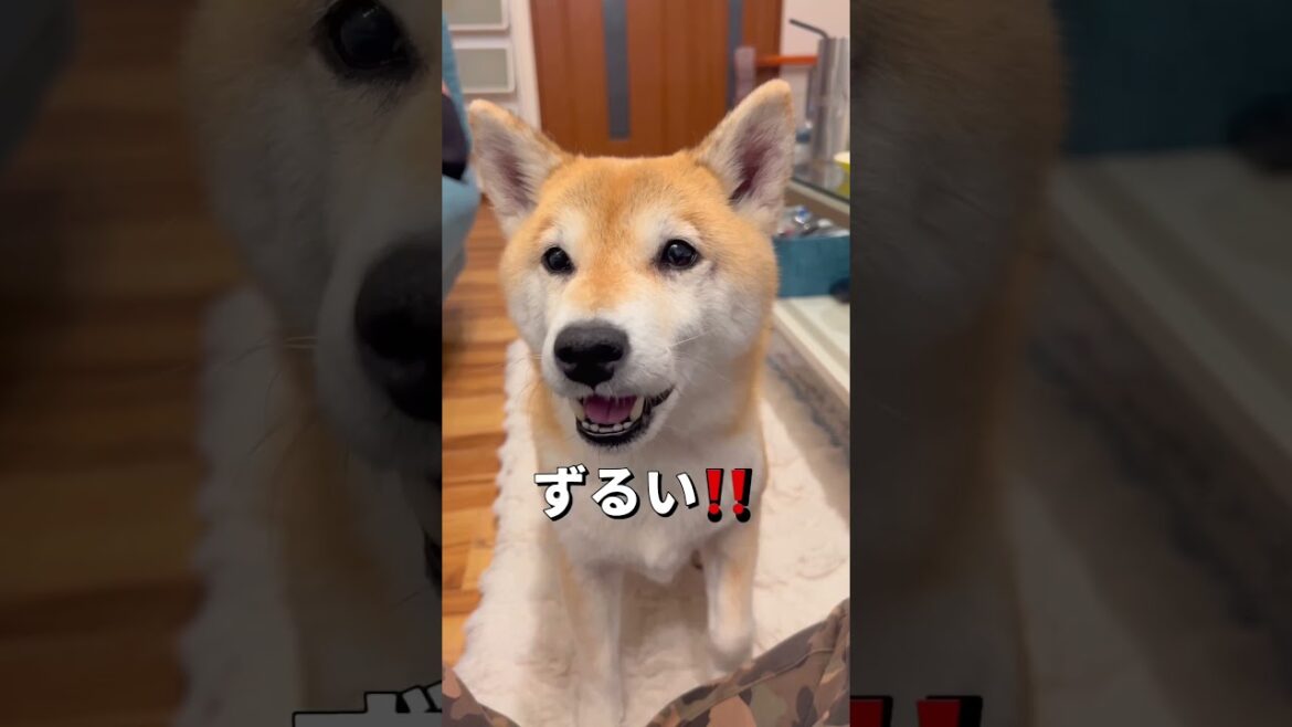 対抗心が🐶💦#柴犬 #チワワ #shorts