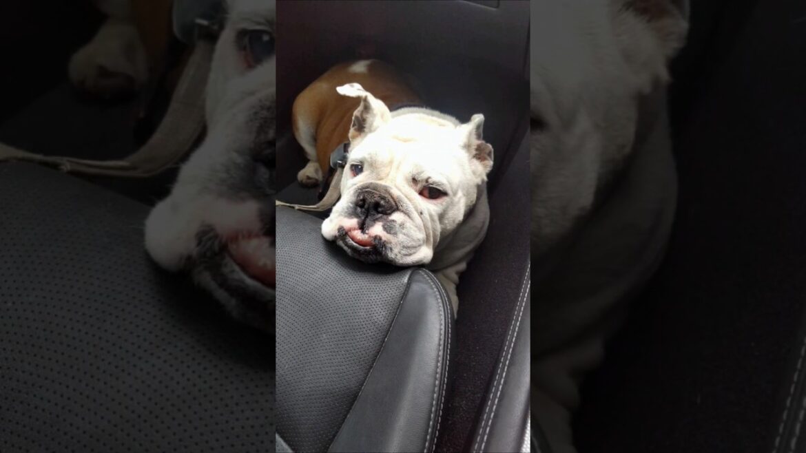 息子同然の愛犬にいよいよ介護の時が#short#犬#ブルドッグ