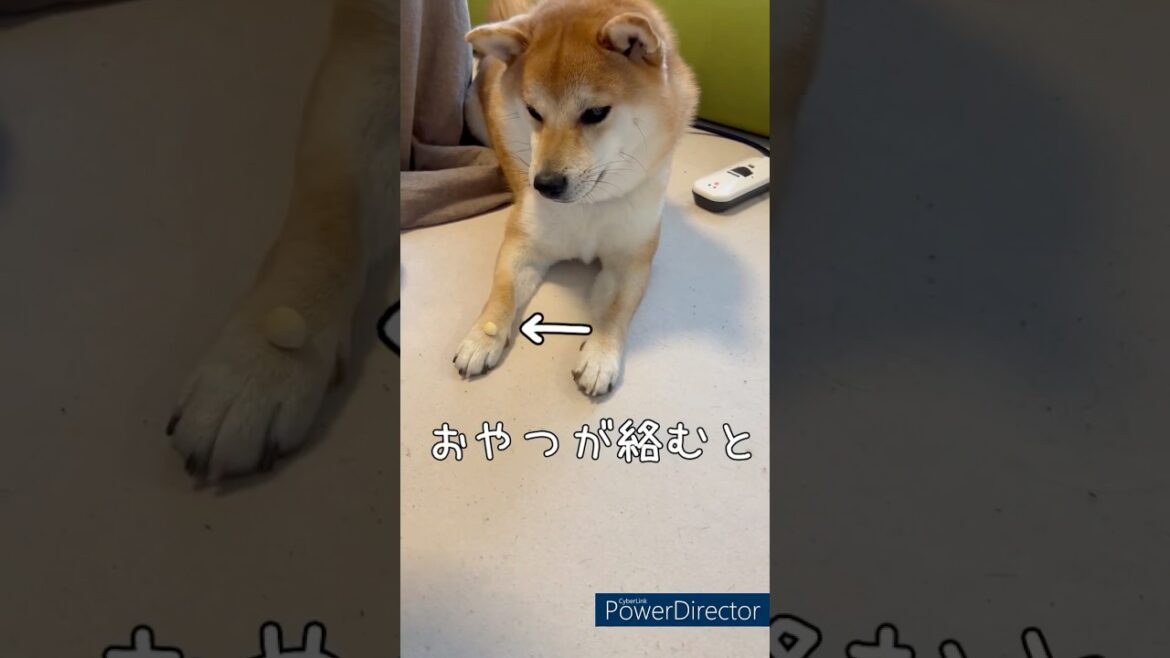 【柴犬の実力】集中ワン！豆柴アオと柴犬委員会  mameshiba AO & shiba inu committee #Shorts#柴犬 #豆柴#愛犬 #癒し#柴犬のいる生活