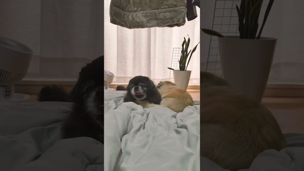 いつもありがとう　#シニア犬 #ペキニーズ #pekingese #dogs #dog