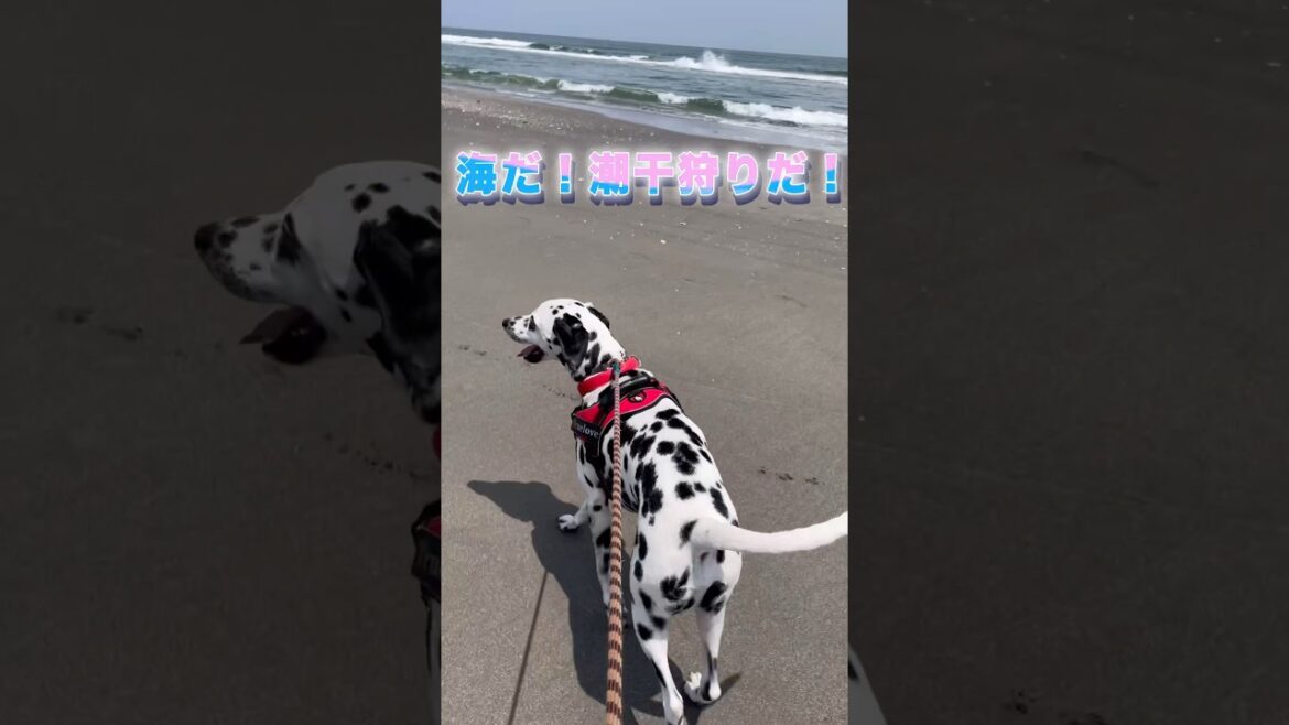 ダルメシアンの潮干狩り