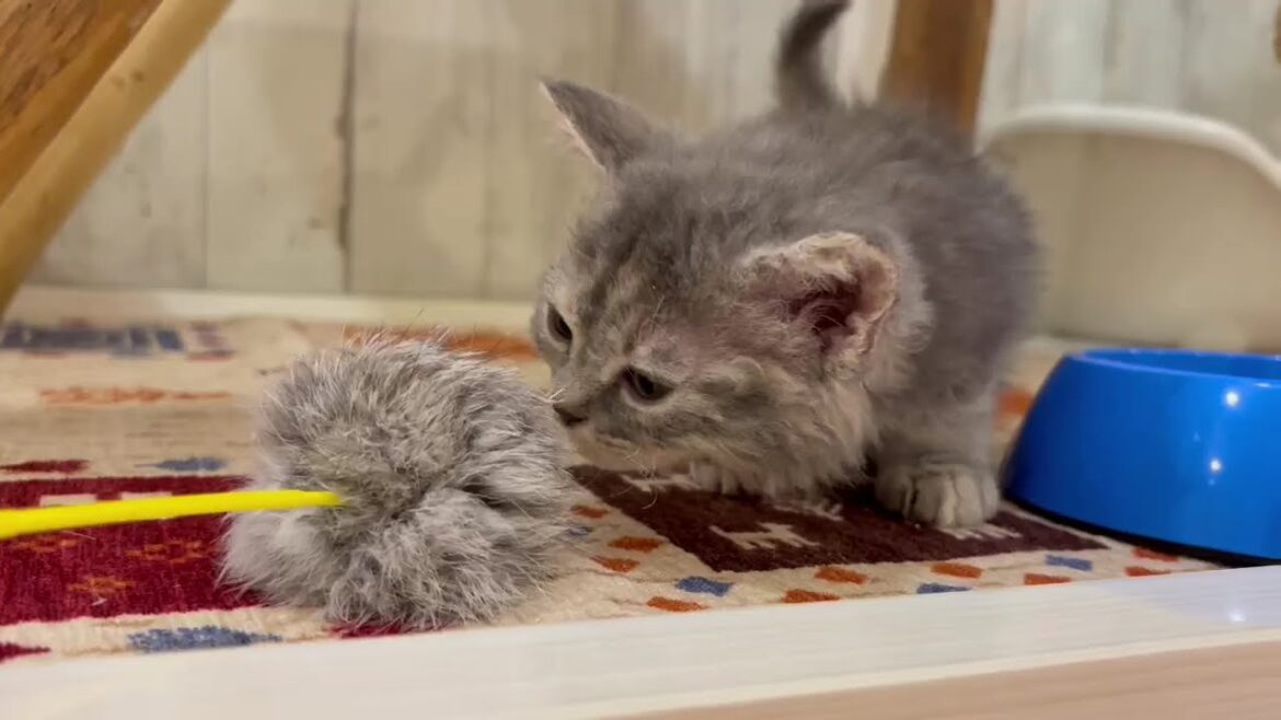 セルカークレックス　女の子　2025/3/9生まれ