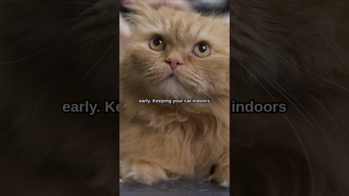 HOW to Make Your Cat Live OVER 15 Years! ๐ #shorts #cat #cats #pet #pets HOW to Make Your Cat Live OVER 15 Years! ๐ #shorts #cat #cats #pet #pets