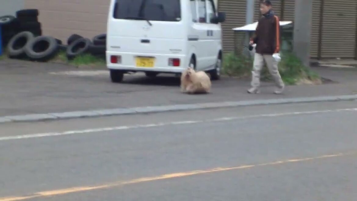 ラサ・アプソ　こっちが気になるみたい…