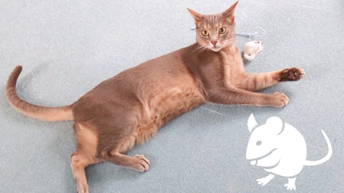 ダイソーの猫用おもちゃpart3(アビシニアンMIX&ベンガルMIX猫)Daiso ダイソーの猫用おもちゃpart3(アビシニアンMIX&ベンガルMIX猫)Daiso