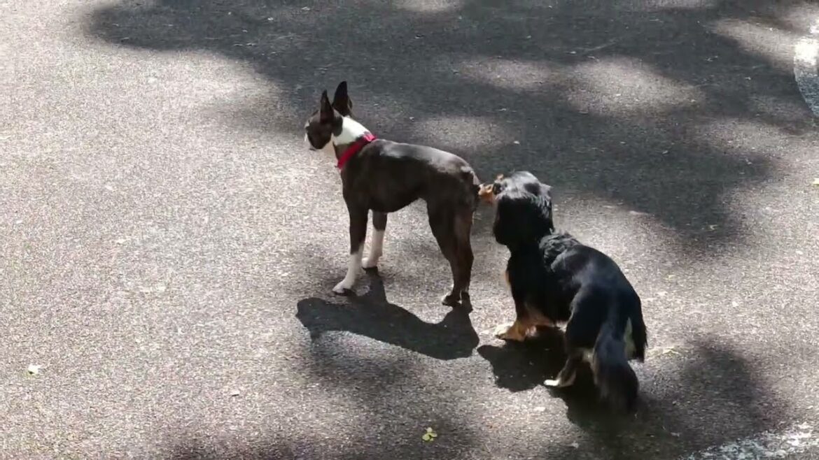 Dorothy is outdoors again! ๐ฟ๐ฟ๐ฟ Dorothy is outdoors again! ๐ฟ๐ฟ๐ฟ