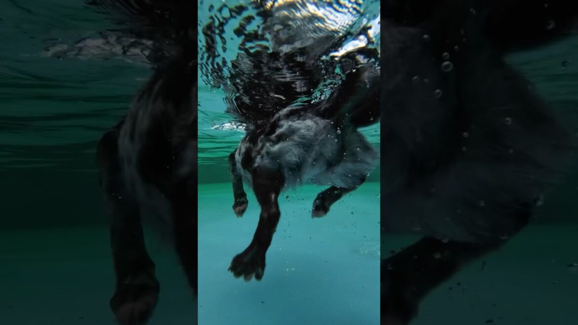犬かきの水中での様子　#すみぞ #ミックス犬 #スキッパーキ #チワワ #schipperke #chihuahua #mixedbreed