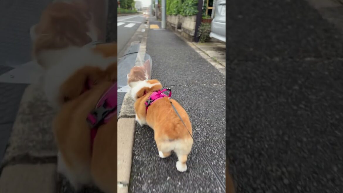 [Corgi]エリザベスカラーを付ける[コーギー]