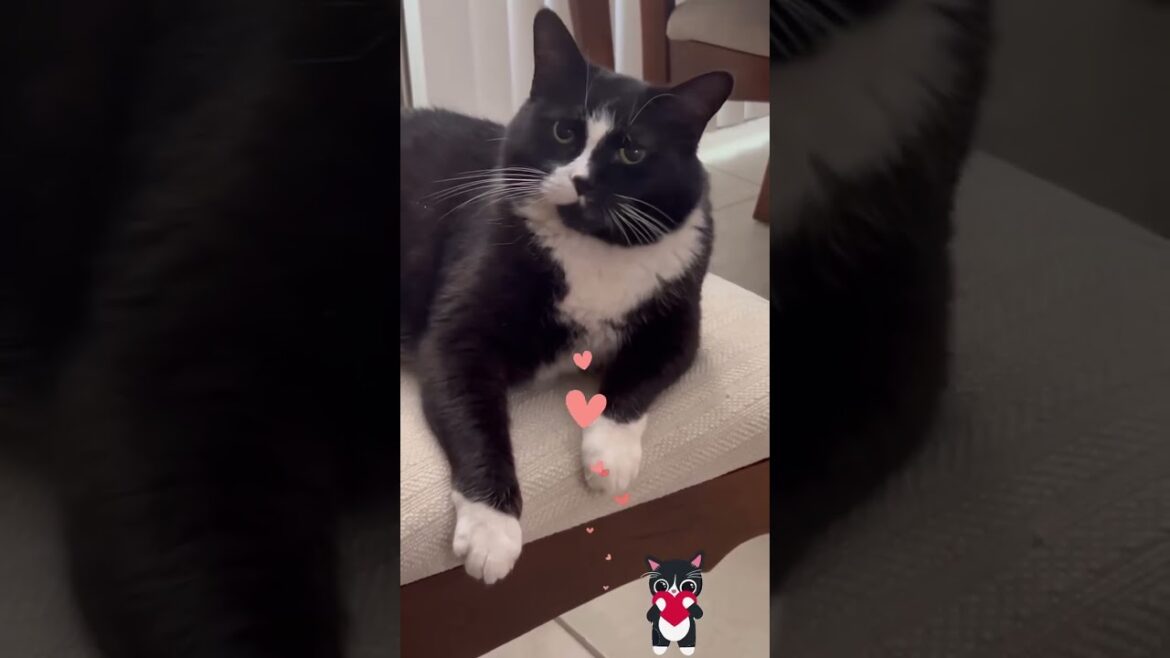 TUXEDO CAT FOUND ME!โค๏ธ๐ป๐๐๐พ TUXEDO CAT FOUND ME!โค๏ธ๐ป๐๐๐พ