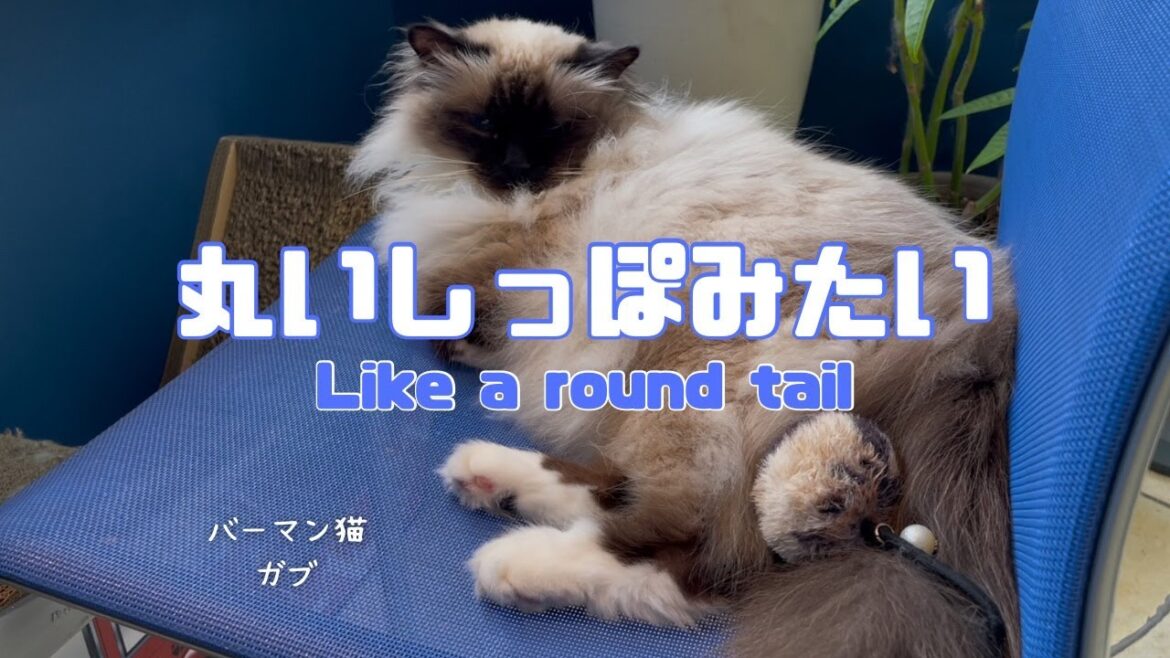 バーマン猫ガブ【丸いしっぽみたい】Like a round tail（バーマン猫）Birman/Cat