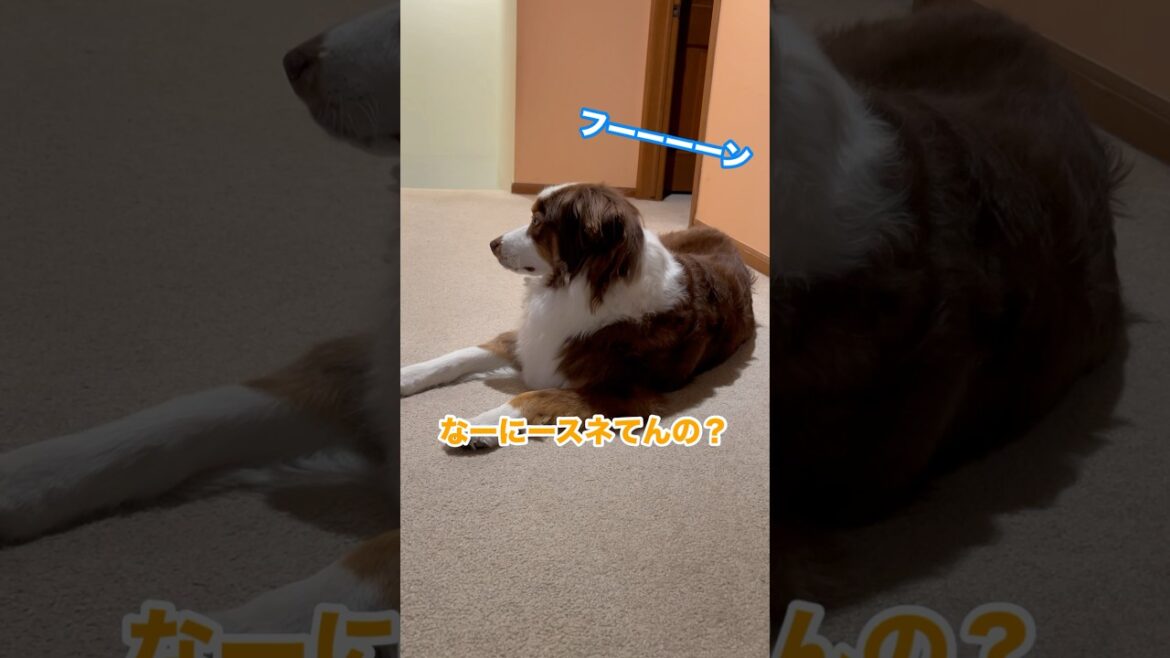 謝ったら許してくれる心優しい大型犬がかわいい|#オーストラリアンシェパード#かわいい犬  #癒し 謝ったら許してくれる心優しい大型犬がかわいい|#オーストラリアンシェパード#かわいい犬  #癒し
