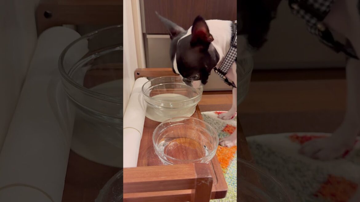 おはよう！メルの朝ごはん #ボストンテリア #ボステリ #bostonterrier