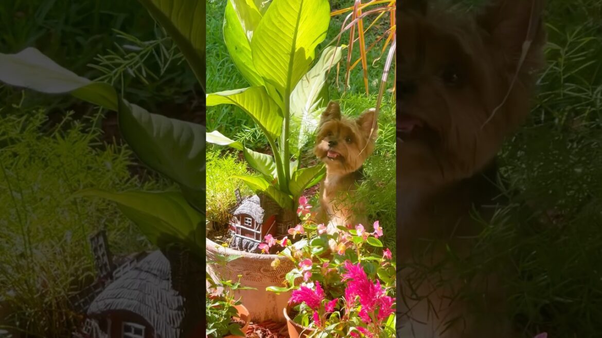 Serious Yorkie Checking My Garden Like a Boss!🐾 #YorkieInspector #FunnyDogShorts #DogInTheGarden