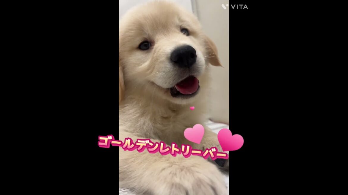 【ひごペットフレンドリー】大きな足がたまらん・・・！ゴールデンレトリーバー【和歌山】