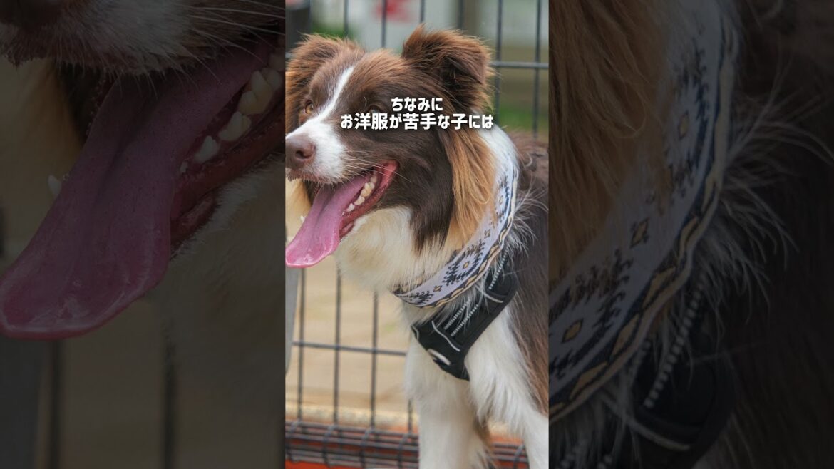 犬に服を着せるのは人間のエゴ？【日本スピッツ・ボーダーコリー】#shorts #服