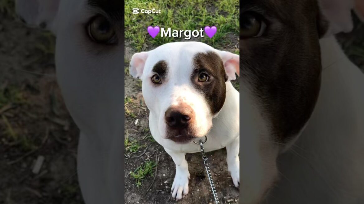 Margot Cerca Casa | Splendida Mix Amstaff Salvata Da Maltrattamento #shorts #dog #perte #amstaffmix Margot Cerca Casa | Splendida Mix Amstaff Salvata Da Maltrattamento #shorts #dog #perte #amstaffmix