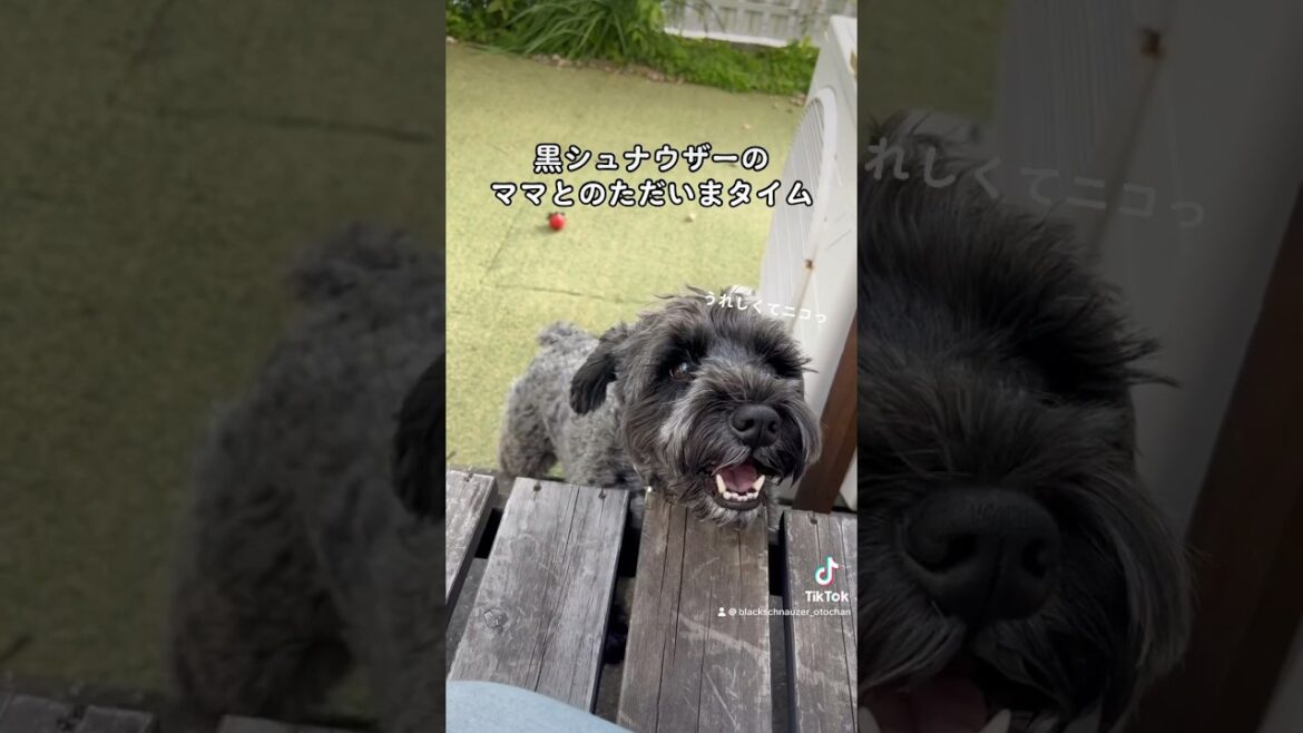 ママに撫でられてうれしそうな黒いミニチュアシュナウザー