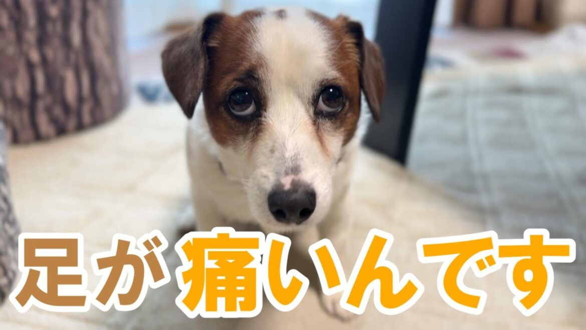 【原因不明】急に後ろ足をケンケンするので病院へ行きました