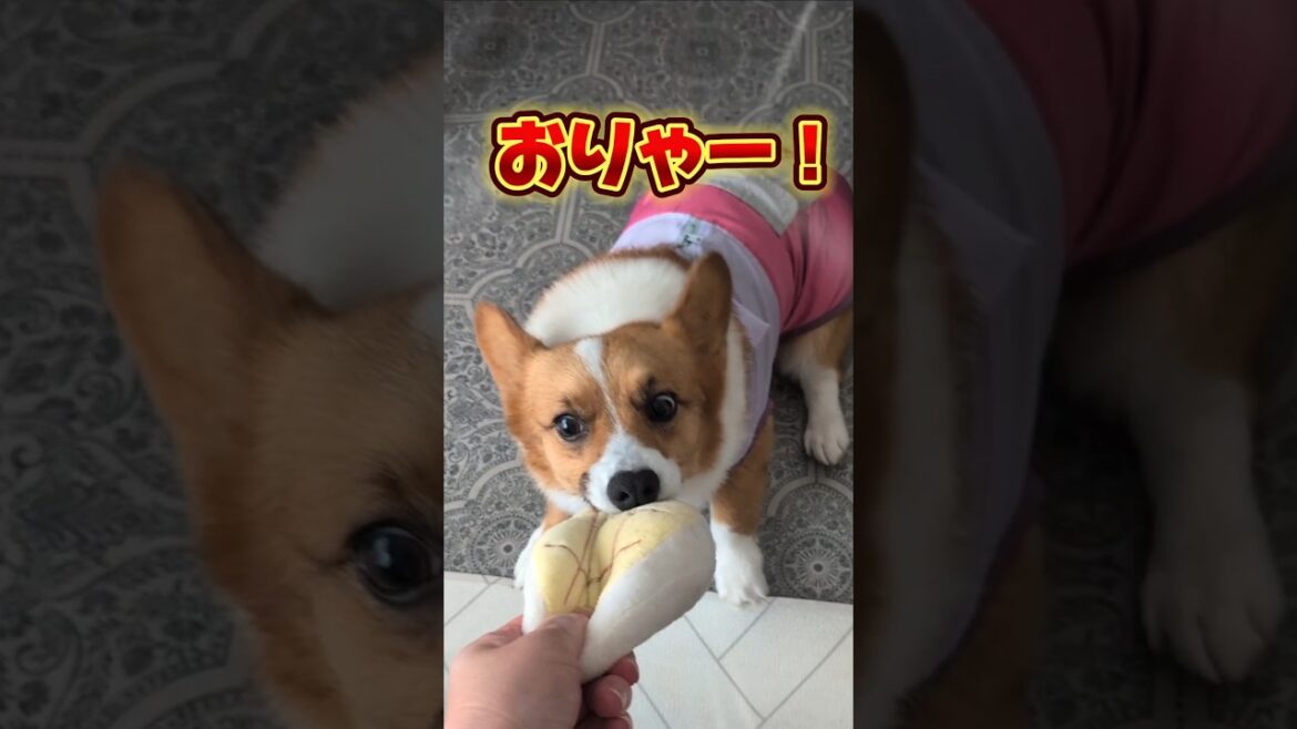 後輩犬が居ない間に羽根を伸ばすコーギーが激しい w  #コーギー #可愛い #おもしろ