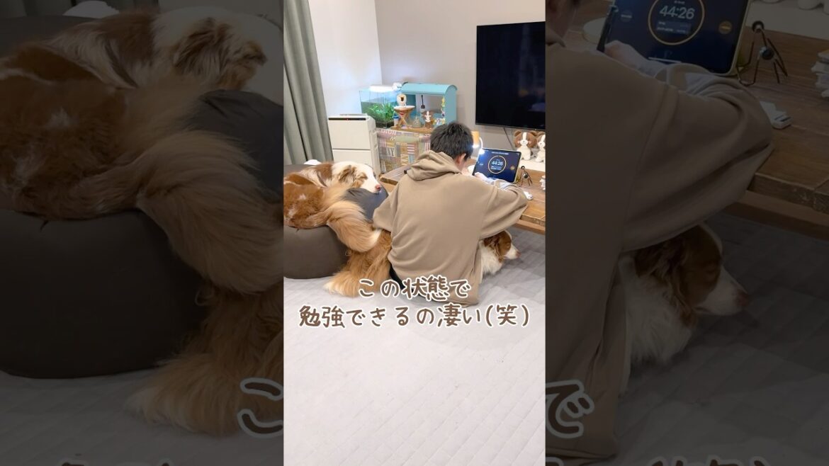 テスト勉強のお供になる犬達が可愛すぎる😂📚【ボーダーコリー・オーストラリアンシェパード】#shorts テスト勉強のお供になる犬達が可愛すぎる😂📚【ボーダーコリー・オーストラリアンシェパード】#shorts