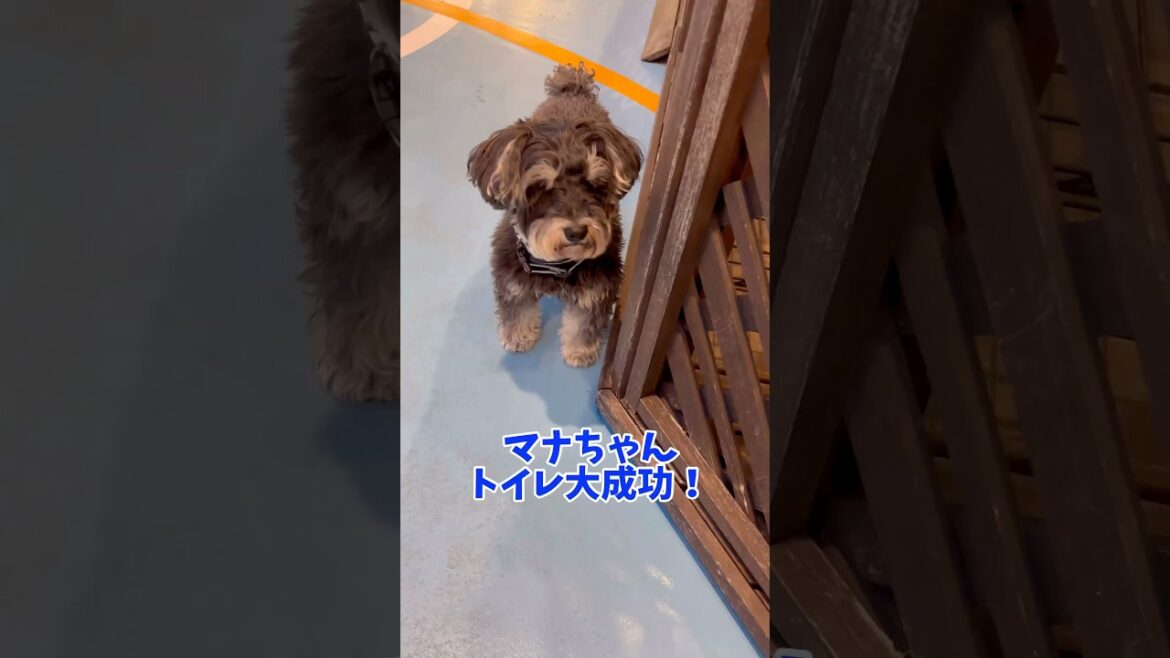 マナちゃんおトイレ大成功！ #シュナウザー #ミニチュアシュナウザー #犬のいる生活 #元気になる動画 #可愛い #元気お届け #dog #癒し #かわいい #わんわん #わんこ #わんちゃん