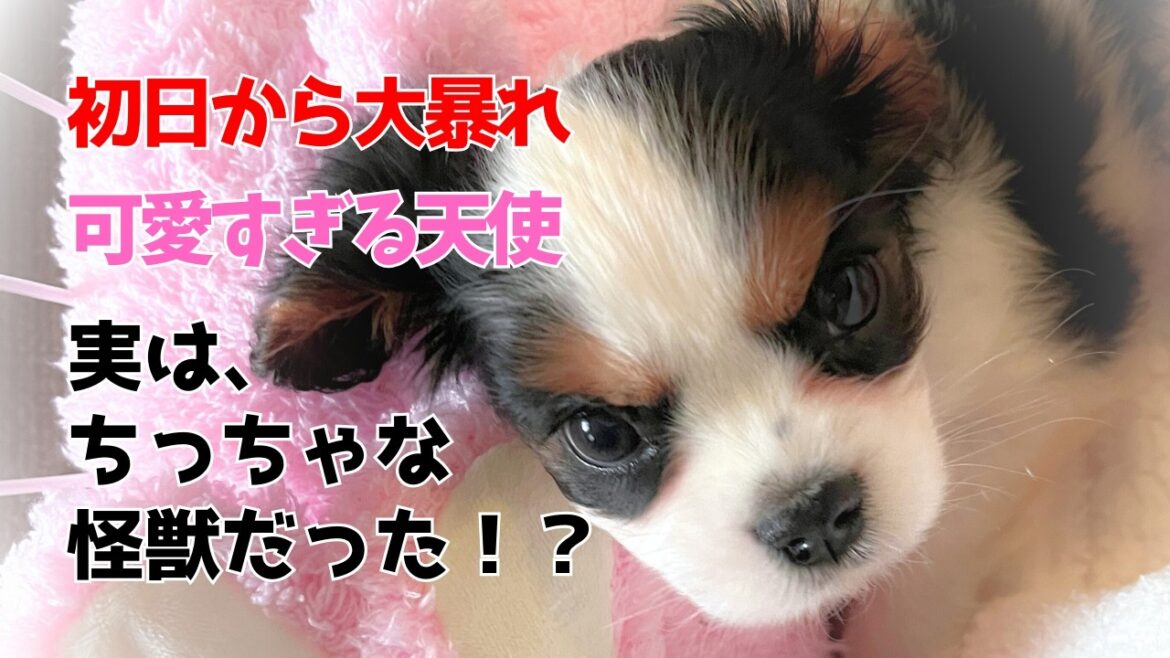 【キャバリア子犬】やりたい放題のお迎え1週間が尊すぎた…癒しと爆笑の記録|タイムスタンプあり #キャバリア #キャバリア子犬 #キャバリアチョコミルク 【キャバリア子犬】やりたい放題のお迎え1週間が尊すぎた…癒しと爆笑の記録|タイムスタンプあり #キャバリア #キャバリア子犬 #キャバリアチョコミルク