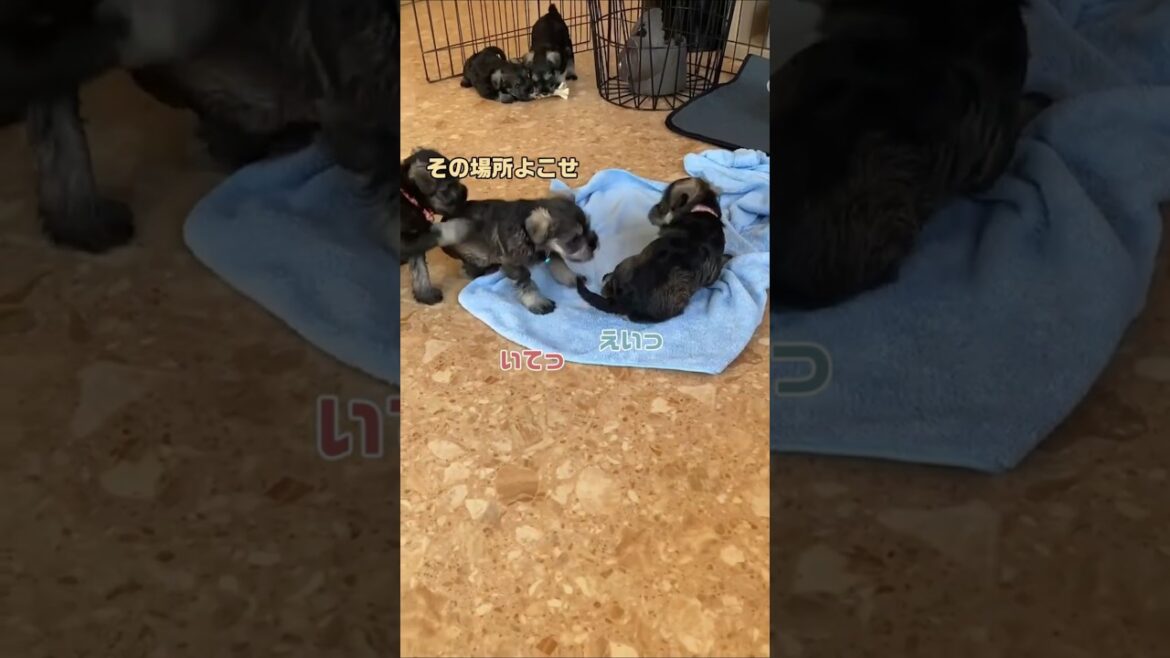 不憫な弟犬トロン#ミニチュアシュナウザー #犬のいる生活  #ほのぼの