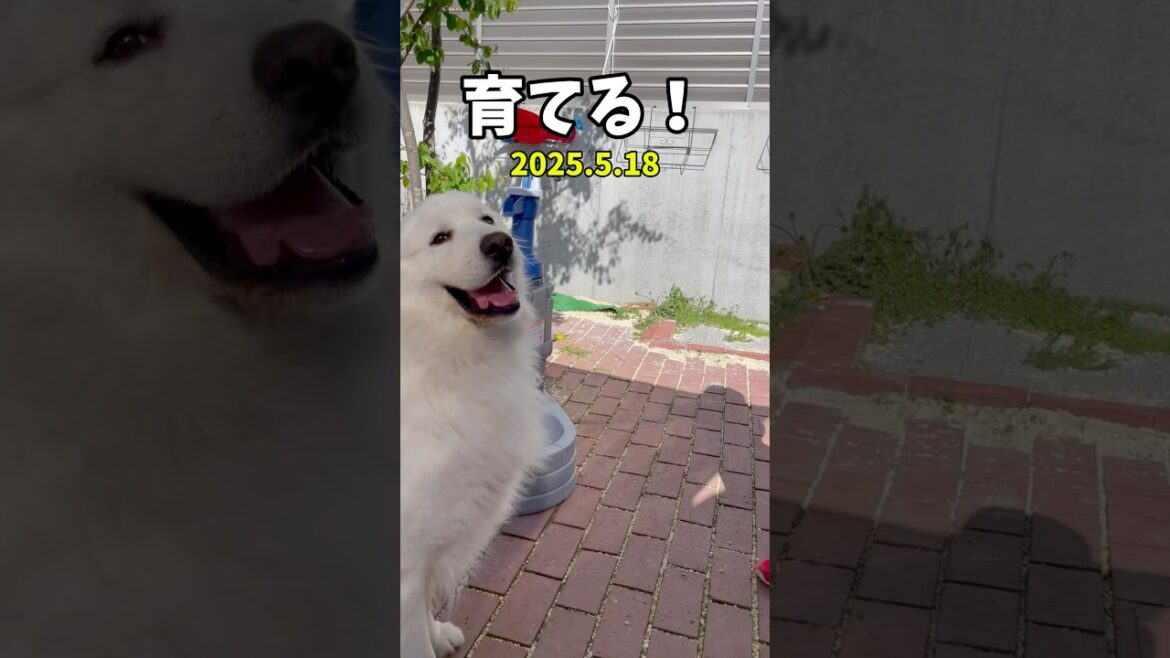 👧なっちゃんアフレコ日記🐻‍❄️３歳　　　　　#グレートピレニーズ #家庭菜園#犬と子供