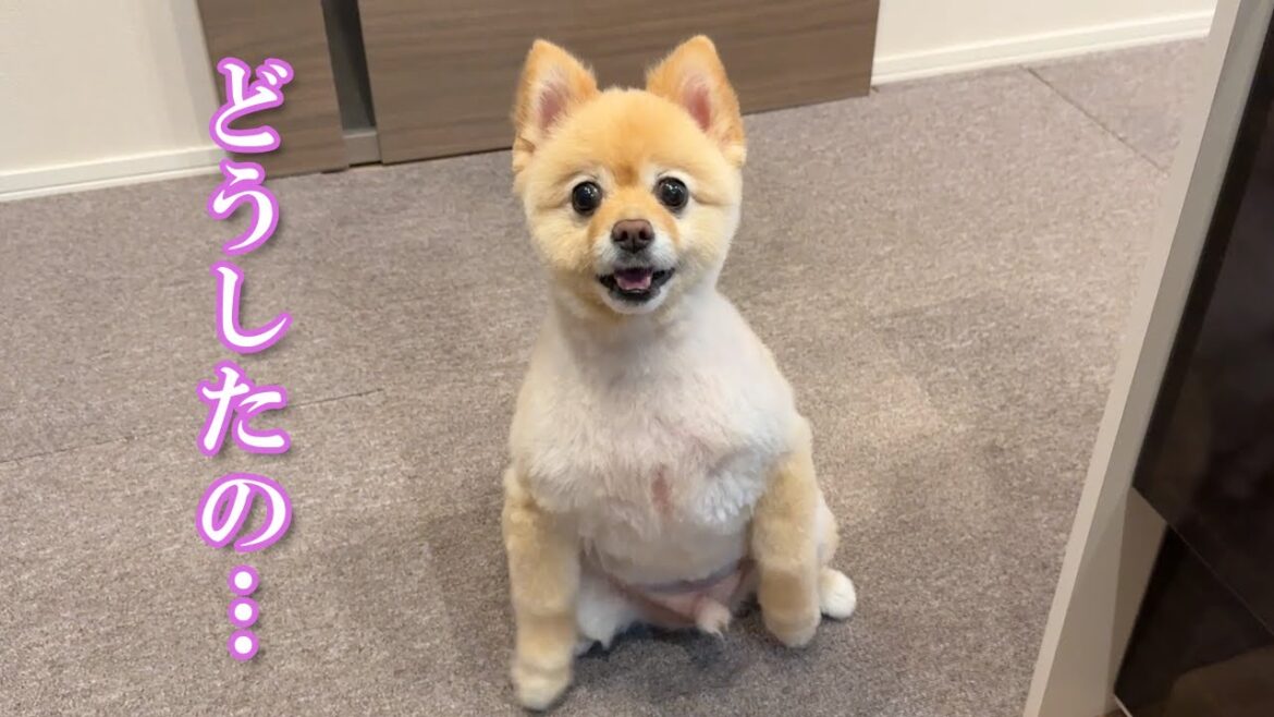 トリミングから帰宅後、愛犬の様子がおかしくなりました…笑