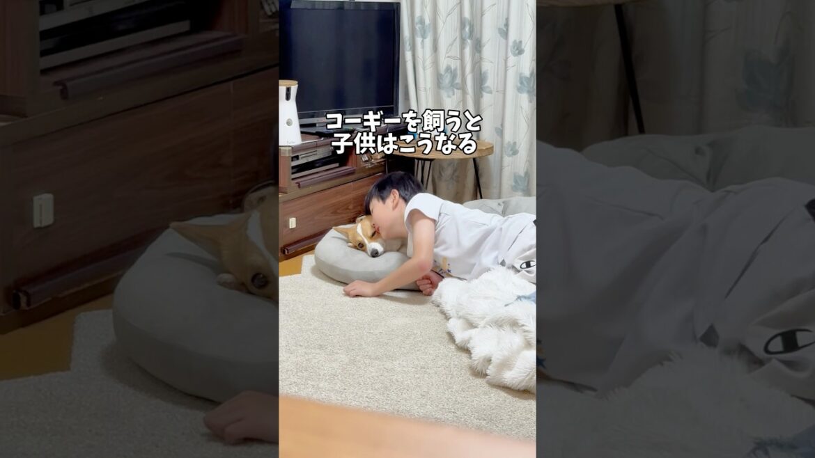 おかげで毎回、全然宿題が進みません😑とはいえ、母も子供の時に同じことをしてたな〜遺伝かっ🤣 #コーギー #コーギー多頭飼い #かわいい #犬と子供 #可愛い