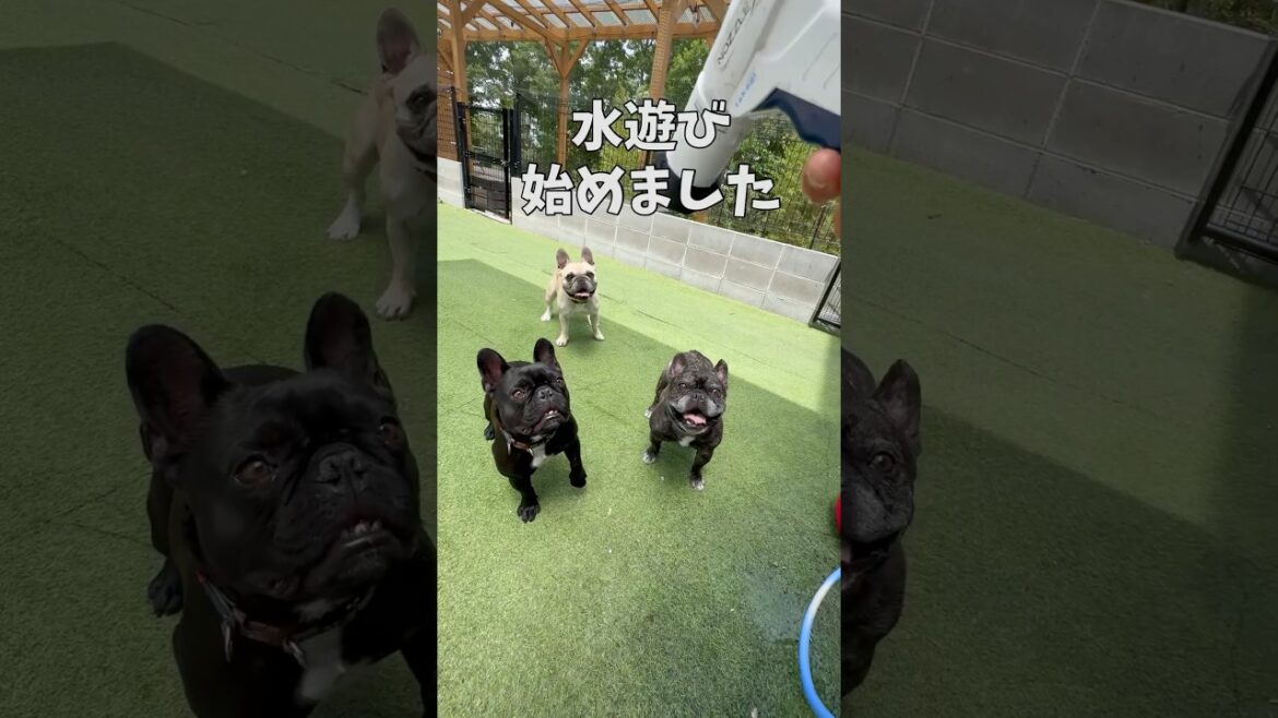 今年初の水遊び‼️#shorts#shortsvideo #frenchbulldog#frebull#フレブル6兄弟 #フレンチブルドッグ #フレブル多頭飼い#水遊び