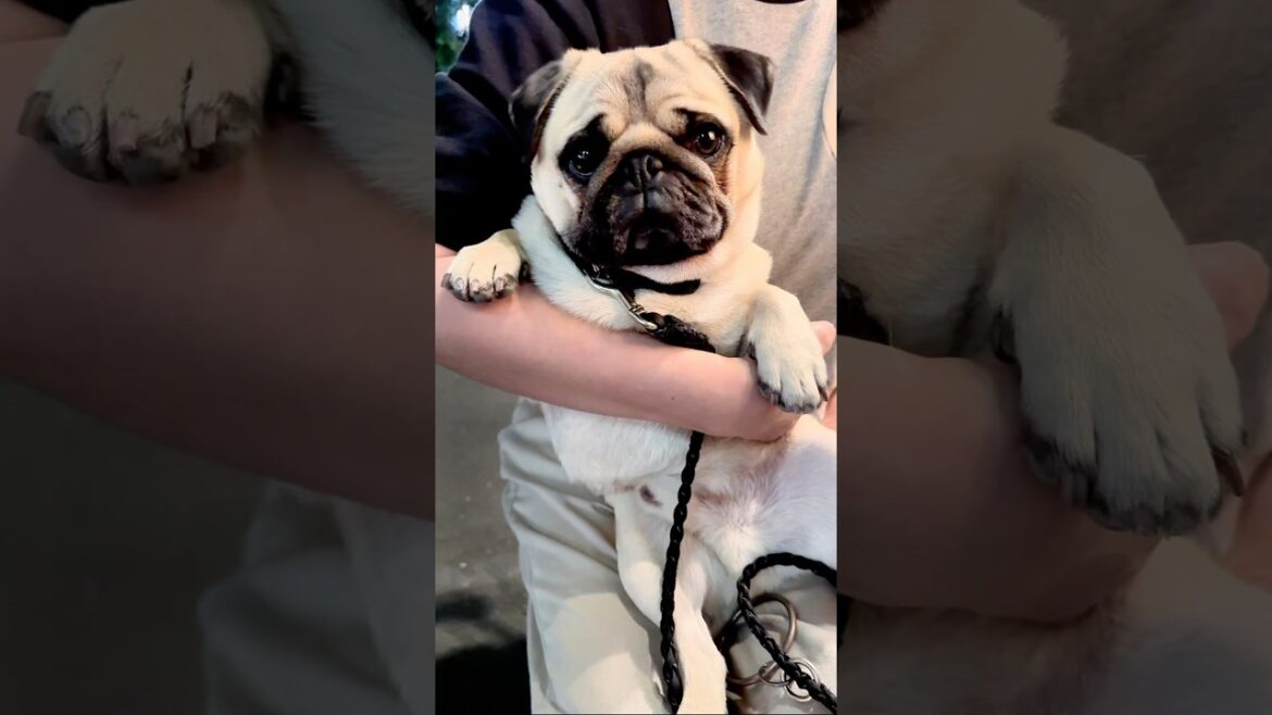 [PUG] 暴れるパグを捕まえた (Catch a rampaging pug)