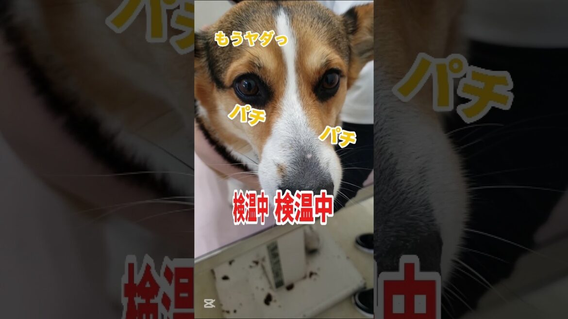 小太り焦げパン🍞(黒豆)の憂鬱な1日#コーギー#コーギー犬#コーギーのいる暮らし #corgi#corgilife