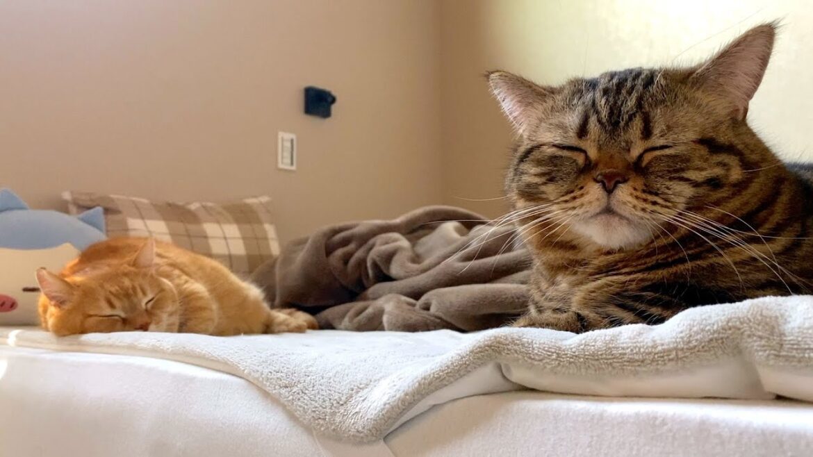 引っ越し翌朝の猫たちの様子