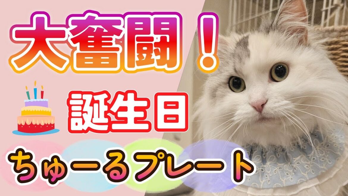 ちゅーるでお祝い！猫のバースデープレートに大奮闘！