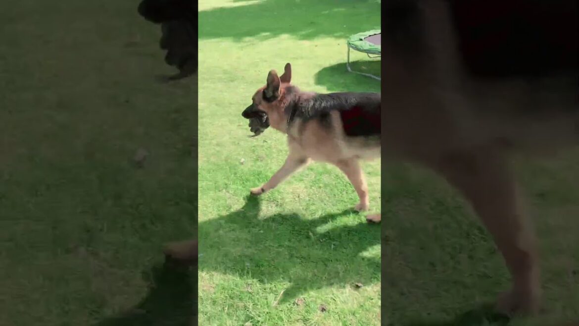 GSD Bodie,@DogtrainersUK