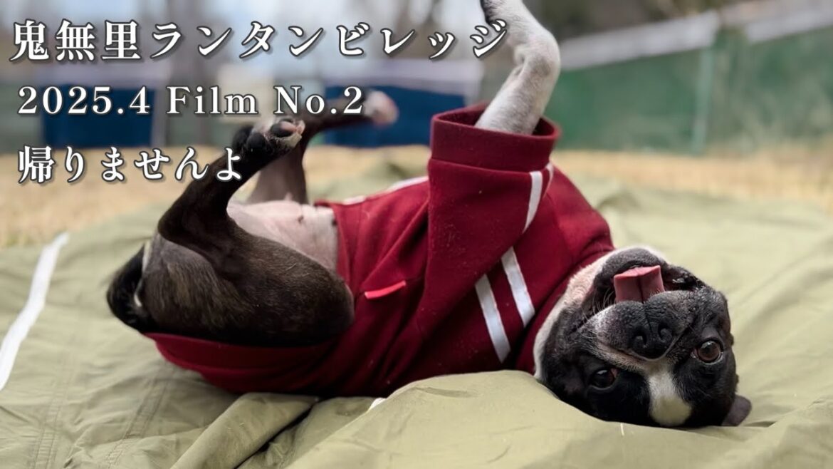 片付けを邪魔します/愛犬とキャンプ/ボストンテリア