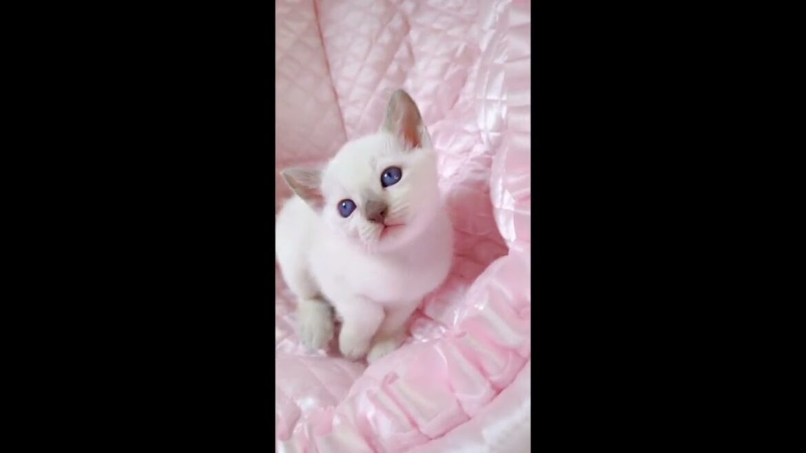 トンキニーズ 💕綺麗な瞳が魅力的な男の子💕　毛色：プラチナ(ライラック)ポイント