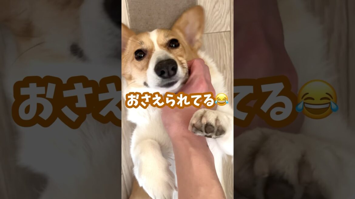 【肉球】短足前足でなでるのをやめさせない犬 #コーギー #ちくわ #shorts