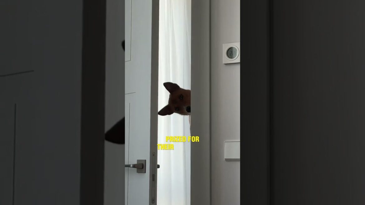 Did you know there's a dog that doesn't bark?
