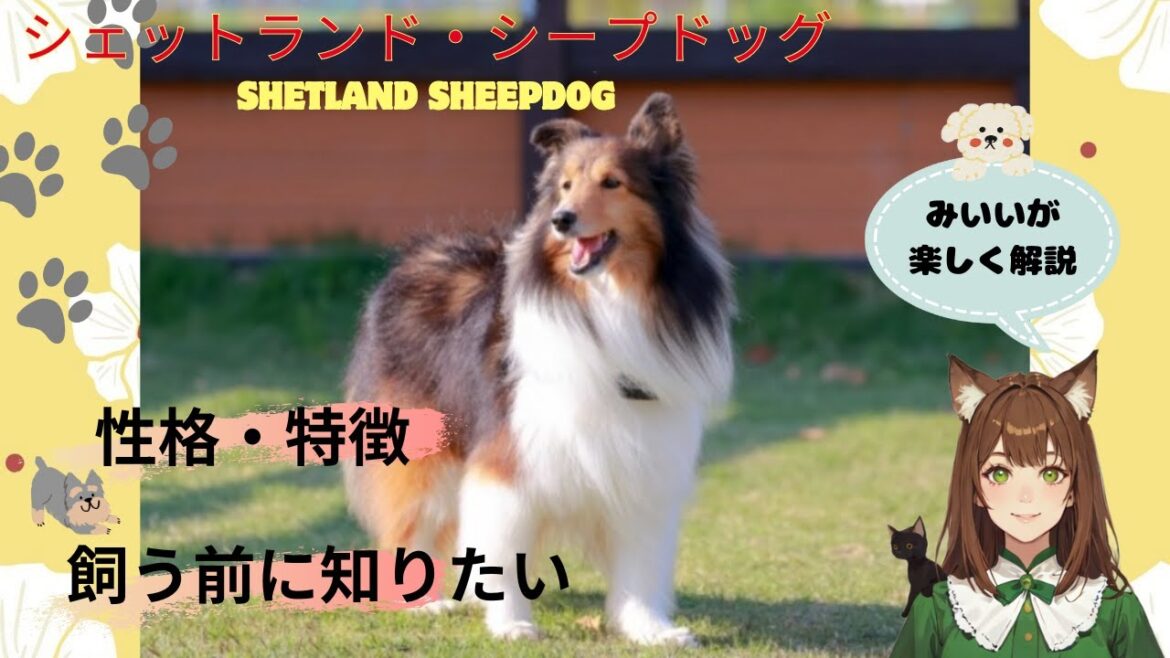 【シェットランド・シープドッグ】の性格や特徴、飼い方のポイントをまとめた「しつけ」完全ガイド！シェルティとの最高の暮らし方を「みいい」が楽しく解説♪#犬 ＃シェルティ＃わんこラボ